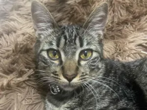 Gato raça SRD-ViraLata idade 2 a 6 meses nome Daíla