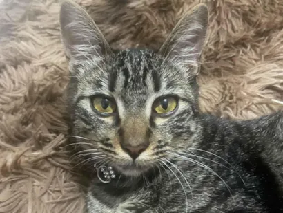 Gato raça SRD-ViraLata idade 2 a 6 meses nome Daíla