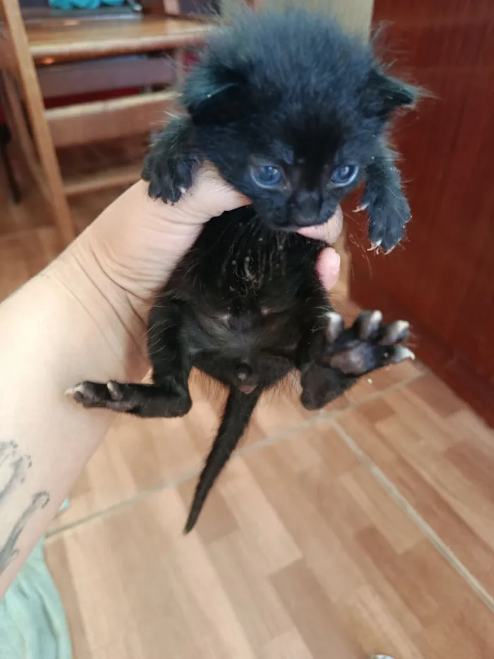 Gato raça SRD-ViraLata idade Abaixo de 2 meses nome sem nome 