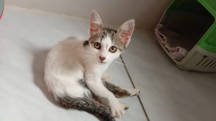 Gato raça SRD-ViraLata idade 2 a 6 meses nome branquinha com cinza 2.