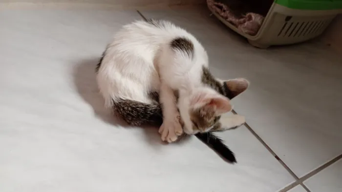 Gato raça SRD-ViraLata idade 2 a 6 meses nome branquinha com cinza 2.