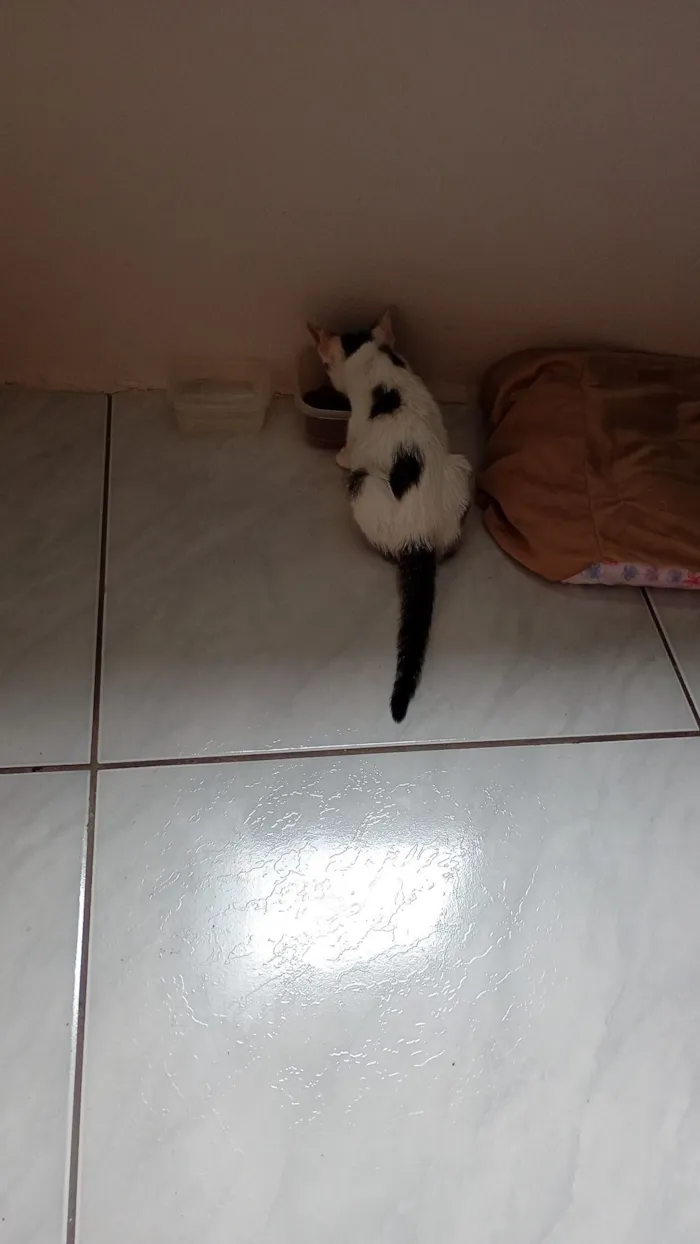 Gato raça SRD-ViraLata idade 2 a 6 meses nome branquinha com cinza 2.