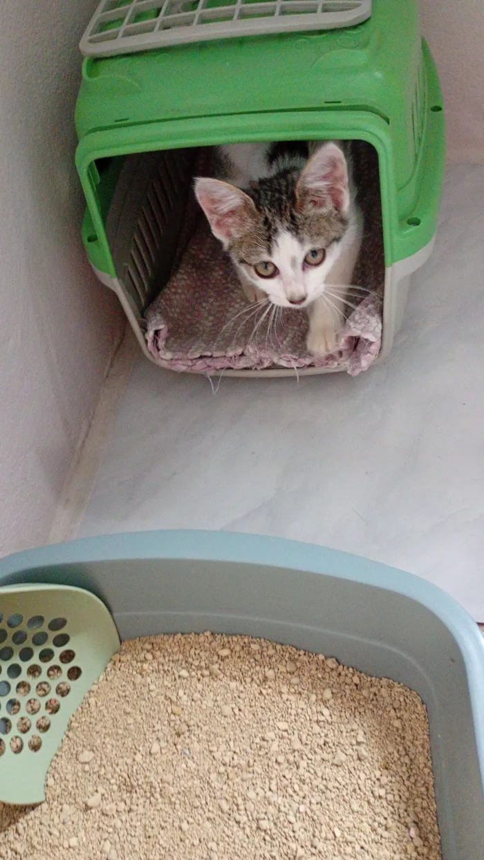 Gato raça SRD-ViraLata idade 2 a 6 meses nome branquinha com cinza 2.