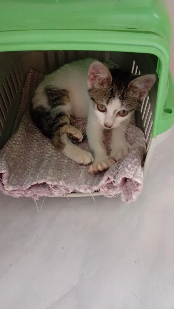 Gato raça SRD-ViraLata idade 2 a 6 meses nome branquinha com cinza 2.