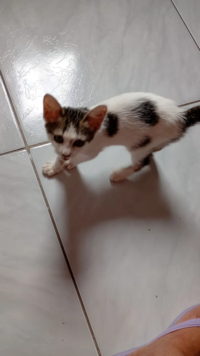 Gato raça SRD-ViraLata idade 2 a 6 meses nome branquinha com cinza 2.