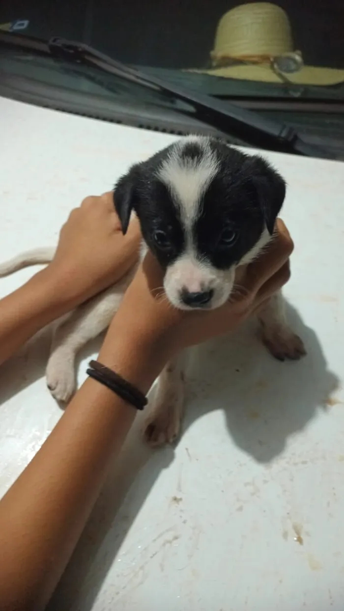 Cachorro raça Lhasa Apso idade Abaixo de 2 meses nome Fernanda Villas boas Gonçalves