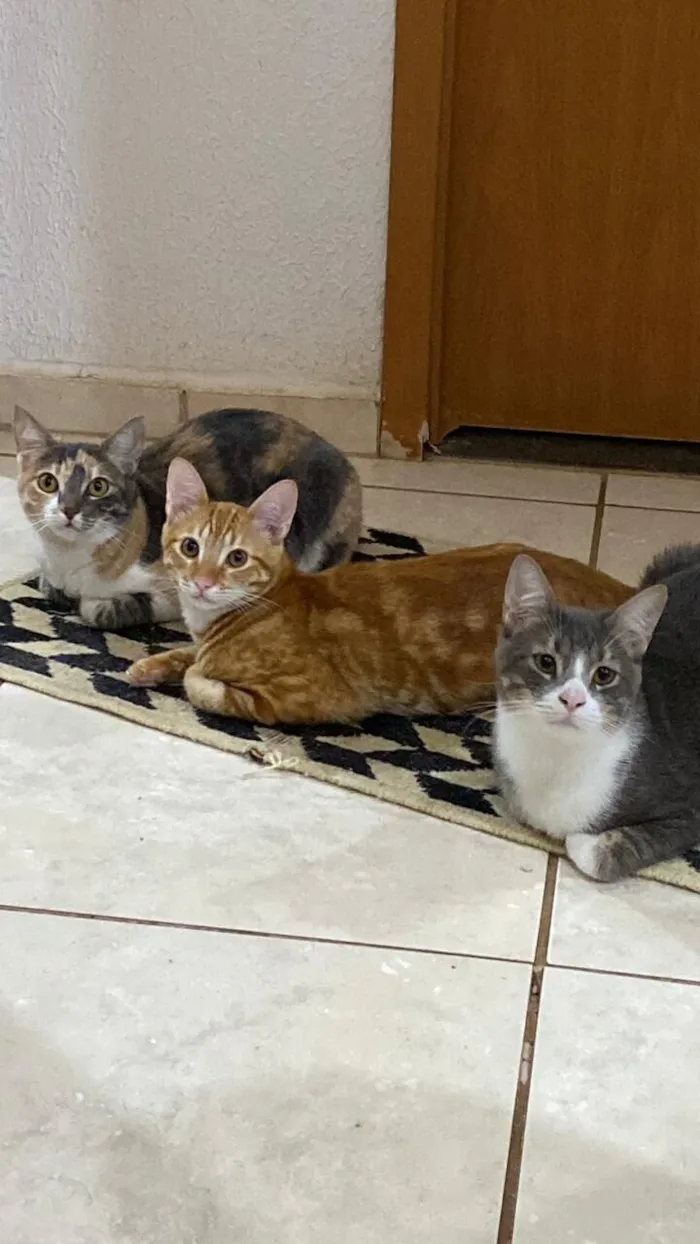 Gato raça SRD-ViraLata idade 1 ano nome Maria, Pedro e José 