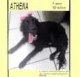 ATHENA M