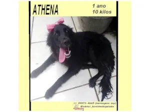 Cachorro raça SRD-ViraLata idade 1 ano nome ATHENA M