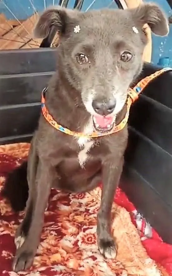 Cachorro raça SRD-ViraLata idade 3 anos nome AVELÃ MARIA