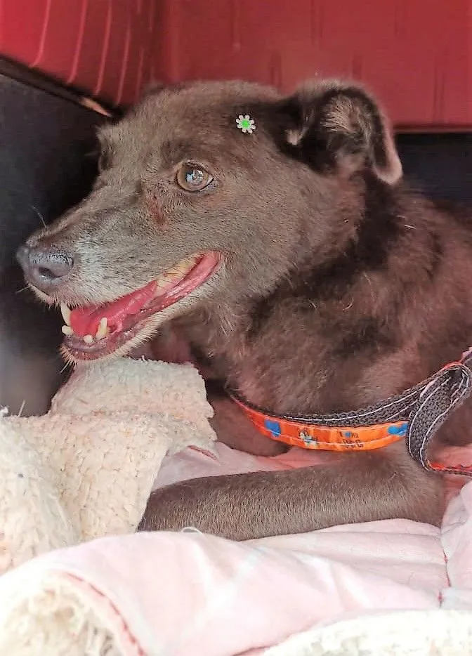 Cachorro raça SRD-ViraLata idade 3 anos nome AVELÃ MARIA