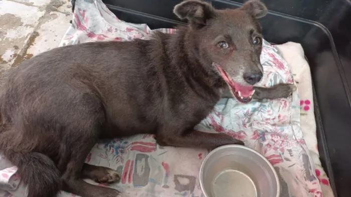 Cachorro raça SRD-ViraLata idade 3 anos nome AVELÃ MARIA