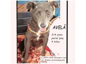 Cachorro raça SRD-ViraLata idade 3 anos nome AVELÃ MARIA