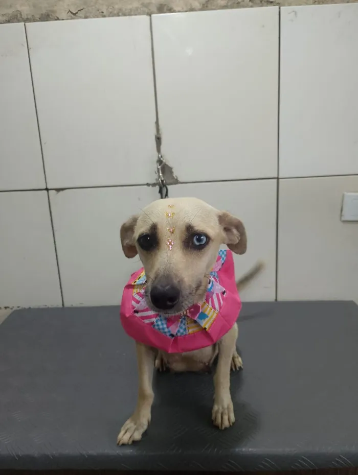 Cachorro raça SRD-ViraLata idade 2 anos nome BELÍSSIMA 