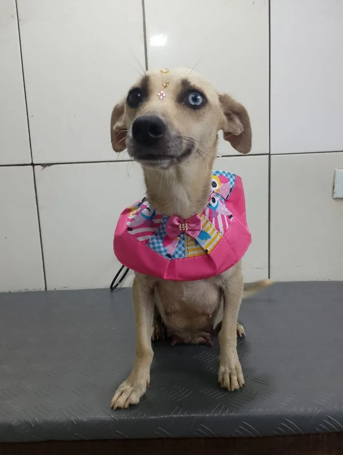 Cachorro raça SRD-ViraLata idade 2 anos nome BELÍSSIMA 