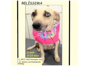 Cachorro raça SRD-ViraLata idade 2 anos nome BELÍSSIMA 