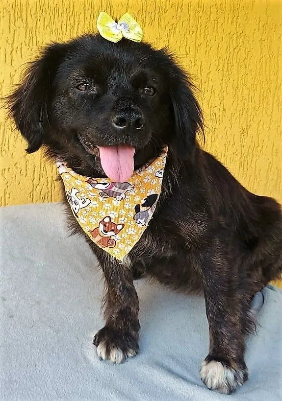 Cachorro raça SRD-ViraLata idade 1 ano nome HELENA M