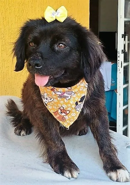 Cachorro raça SRD-ViraLata idade 1 ano nome HELENA M