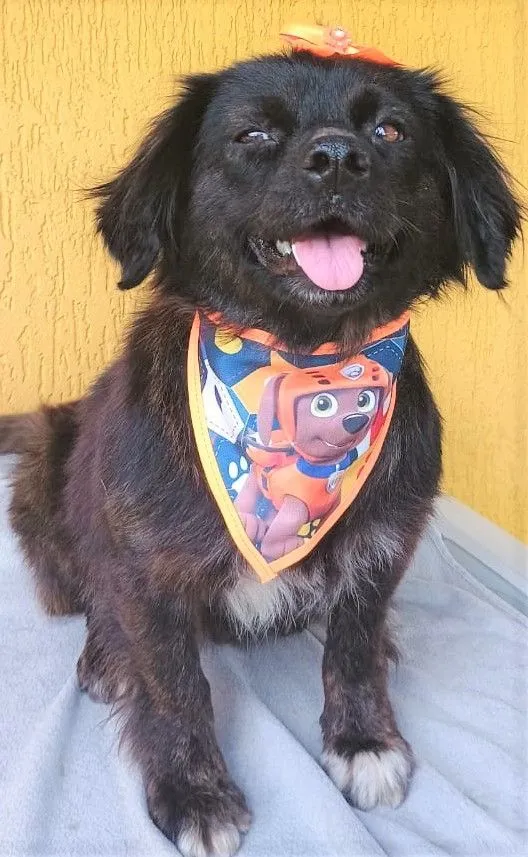 Cachorro raça SRD-ViraLata idade 1 ano nome HELENA M