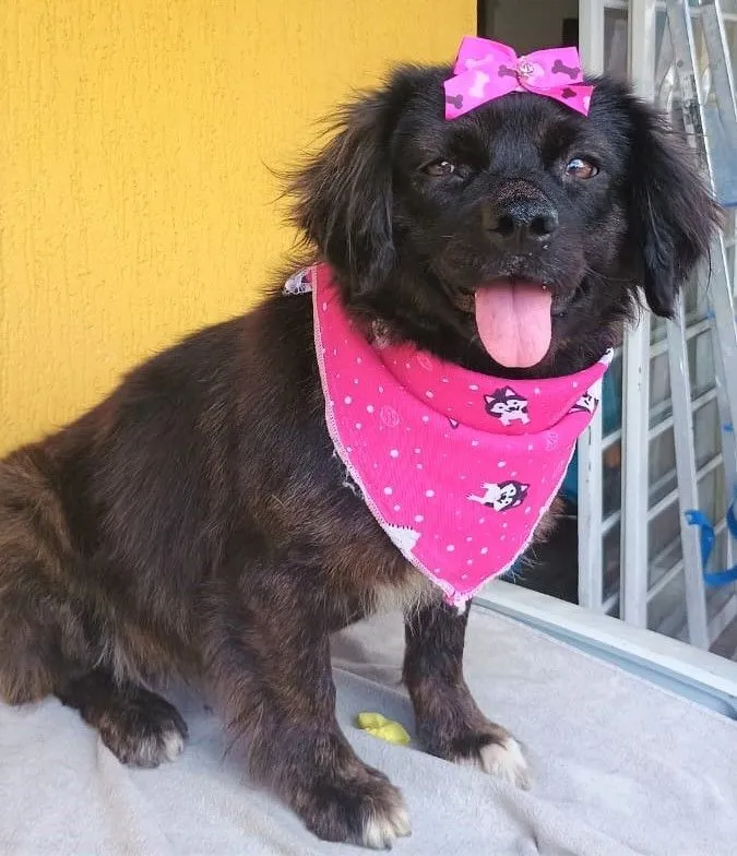 Cachorro raça SRD-ViraLata idade 1 ano nome HELENA M