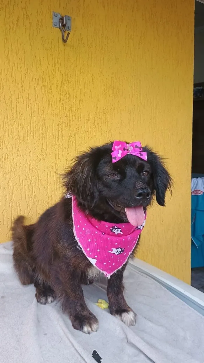 Cachorro raça SRD-ViraLata idade 1 ano nome HELENA M