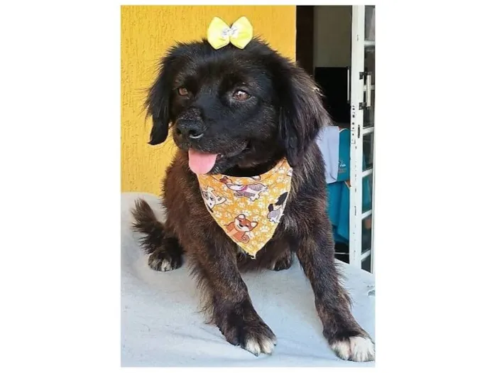 Cachorro raça SRD-ViraLata idade 1 ano nome HELENA M