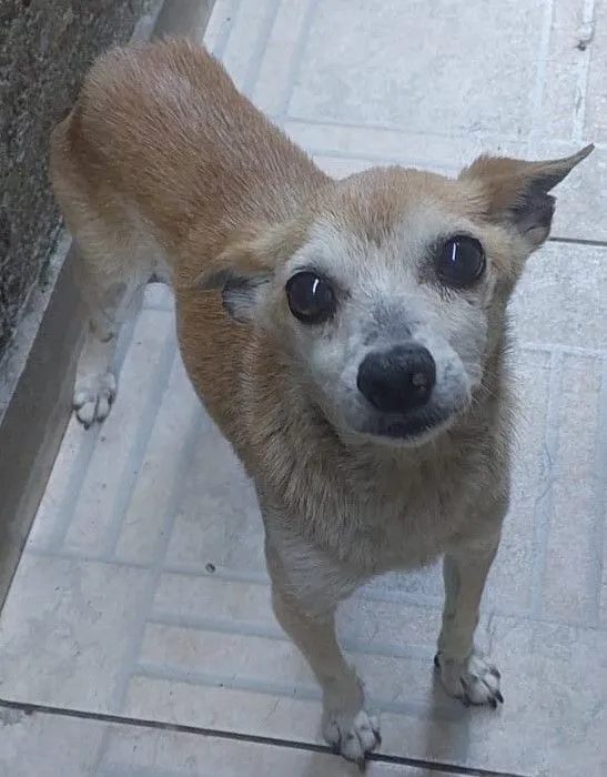 Cachorro raça SRD-ViraLata idade 6 ou mais anos nome IRACEMA 