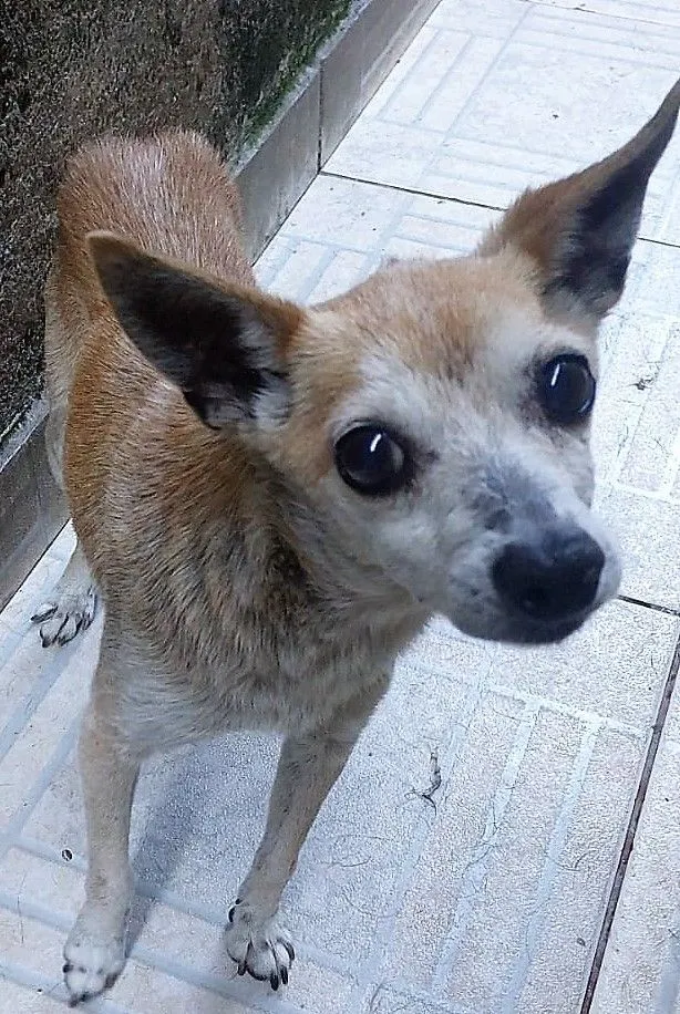 Cachorro raça SRD-ViraLata idade 6 ou mais anos nome IRACEMA 