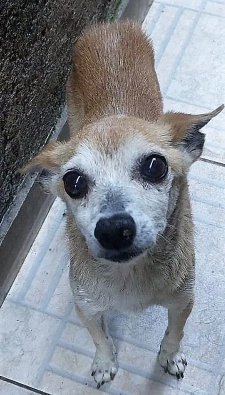 Cachorro raça SRD-ViraLata idade 6 ou mais anos nome IRACEMA 