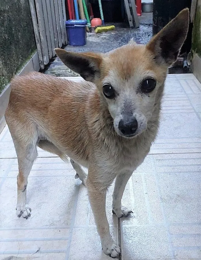 Cachorro raça SRD-ViraLata idade 6 ou mais anos nome IRACEMA 