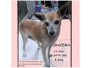 Cachorro raça SRD-ViraLata idade 6 ou mais anos nome IRACEMA 