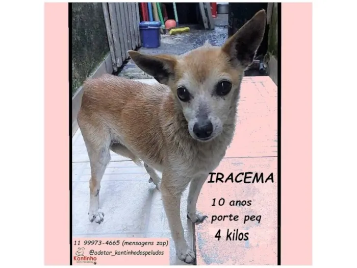 Cachorro raça SRD-ViraLata idade 6 ou mais anos nome IRACEMA 