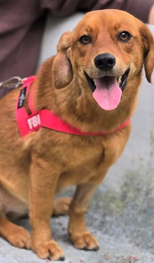 Cachorro raça SRD-ViraLata idade 2 anos nome KARAMELA