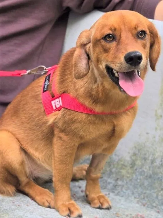 Cachorro raça SRD-ViraLata idade 2 anos nome KARAMELA