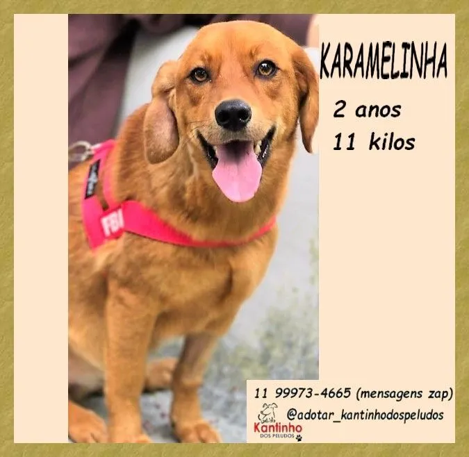 Cachorro raça SRD-ViraLata idade 2 anos nome KARAMELA