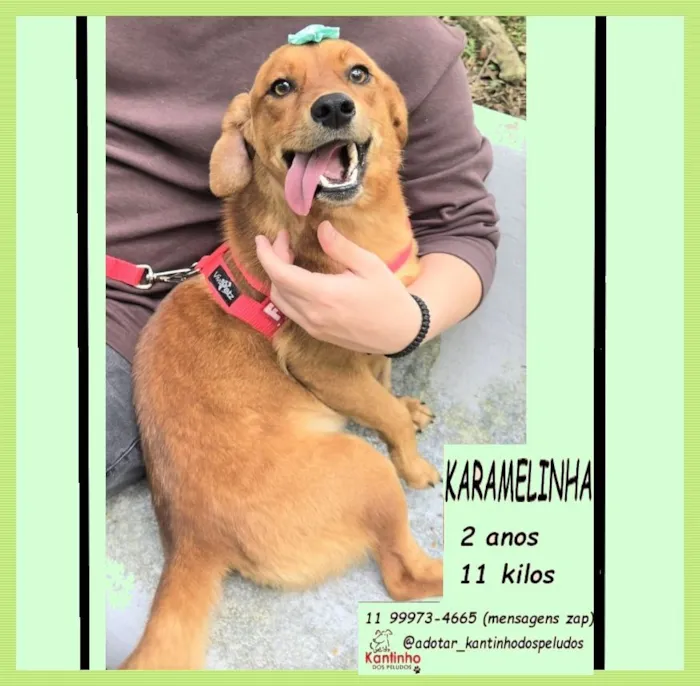 Cachorro raça SRD-ViraLata idade 2 anos nome KARAMELA