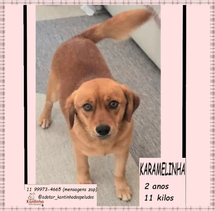 Cachorro raça SRD-ViraLata idade 2 anos nome KARAMELA