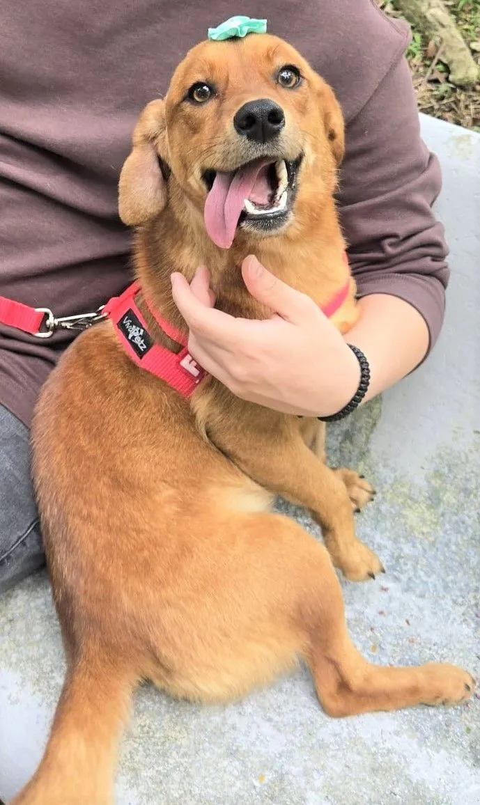 Cachorro raça SRD-ViraLata idade 2 anos nome KARAMELA