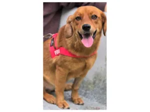 Cachorro raça SRD-ViraLata idade 2 anos nome KARAMELA