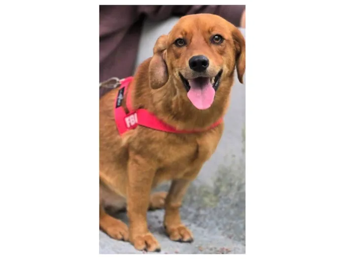 Cachorro raça SRD-ViraLata idade 2 anos nome KARAMELA