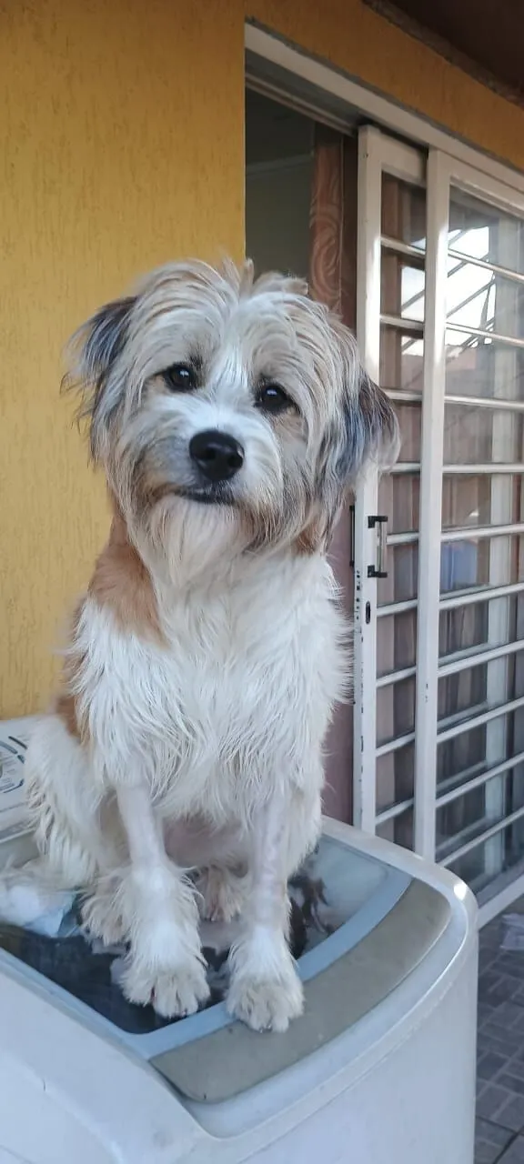 Cachorro raça SRD-ViraLata idade 1 ano nome MARISOL