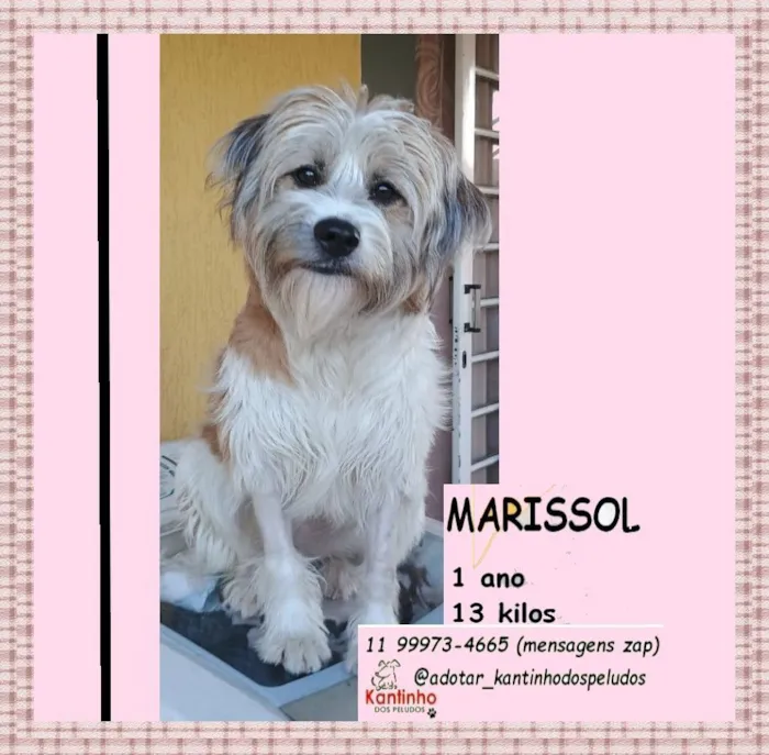 Cachorro raça SRD-ViraLata idade 1 ano nome MARISOL