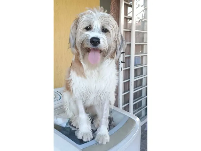 Cachorro raça SRD-ViraLata idade 1 ano nome MARISOL
