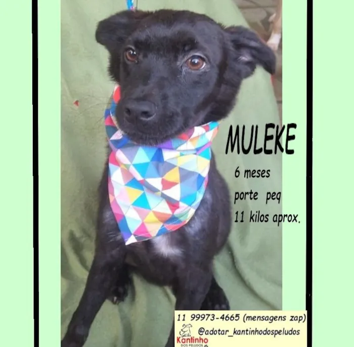 Cachorro raça SRD-ViraLata idade 7 a 11 meses nome MULEKKE