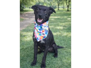 Cachorro raça SRD-ViraLata idade 7 a 11 meses nome MULEKKE