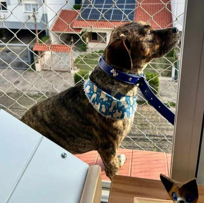 Cachorro raça SRD-ViraLata idade 2 anos nome Muvuca