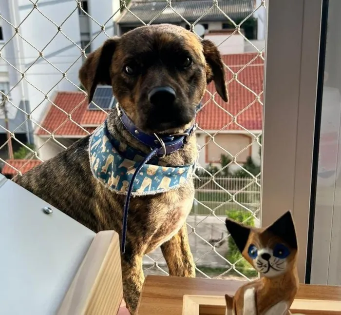 Cachorro raça SRD-ViraLata idade 2 anos nome Muvuca