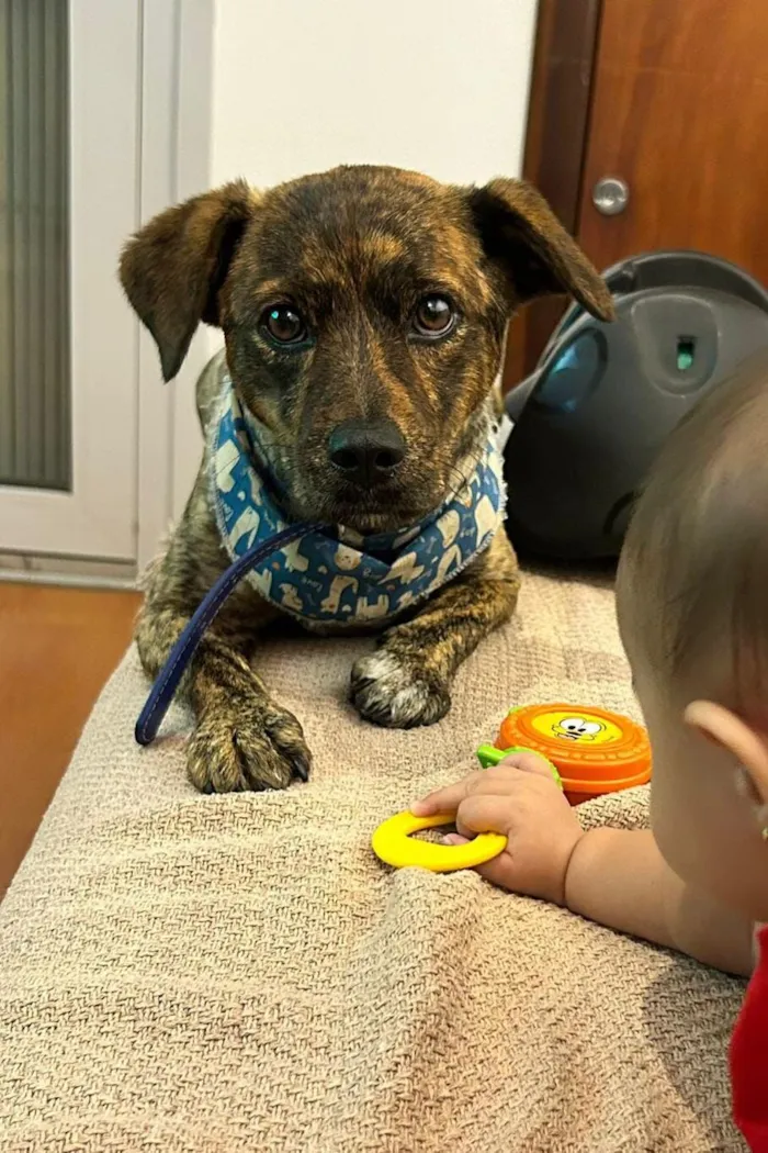 Cachorro raça SRD-ViraLata idade 2 anos nome Muvuca