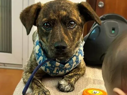 Cachorro raça SRD-ViraLata idade 2 anos nome Muvuca