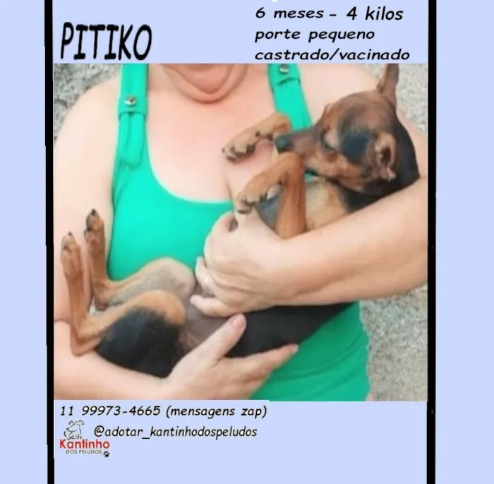 Cachorro raça SRD-ViraLata idade 7 a 11 meses nome PITIKO